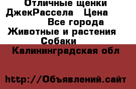 Отличные щенки ДжекРассела › Цена ­ 50 000 - Все города Животные и растения » Собаки   . Калининградская обл.